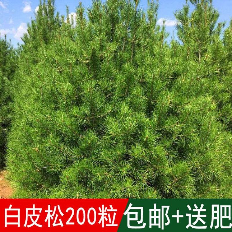 新采白皮松树种子白骨松三针松白果松虎皮松蟠龙松树籽