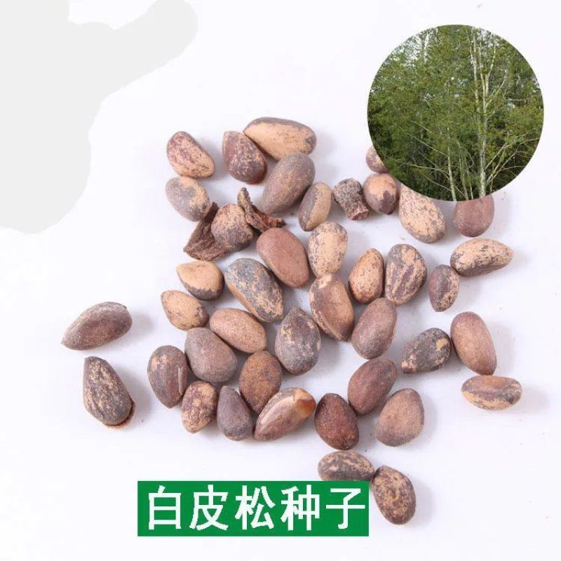 新采白皮松树种子白骨松三针松白果松虎皮松蟠龙松树籽