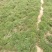 河北保定三七景天，救心菜，费菜种植基地，