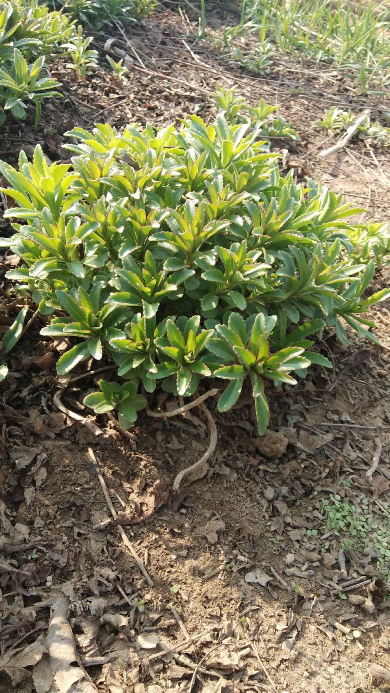 河北保定三七景天，救心菜，费菜种植基地，