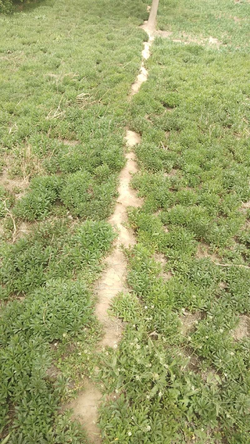 河北保定三七景天，救心菜，费菜种植基地，