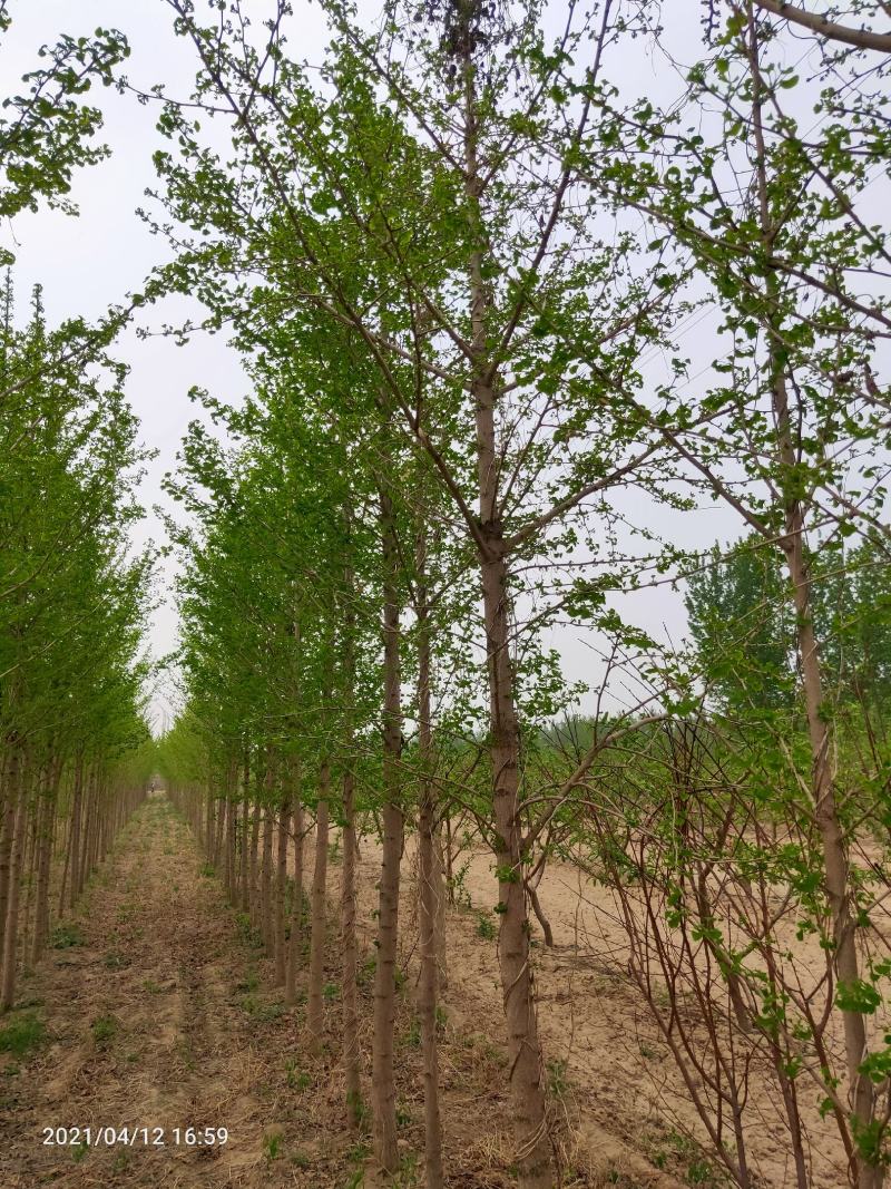 4-10银杏树，河北邢台，可视频看货，量大便宜