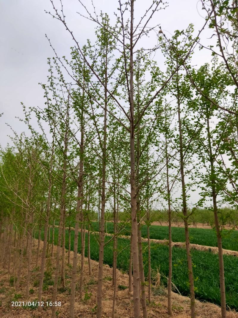4-10银杏树，河北邢台，可视频看货，量大便宜