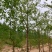 4-10银杏树，河北邢台，可视频看货，量大便宜