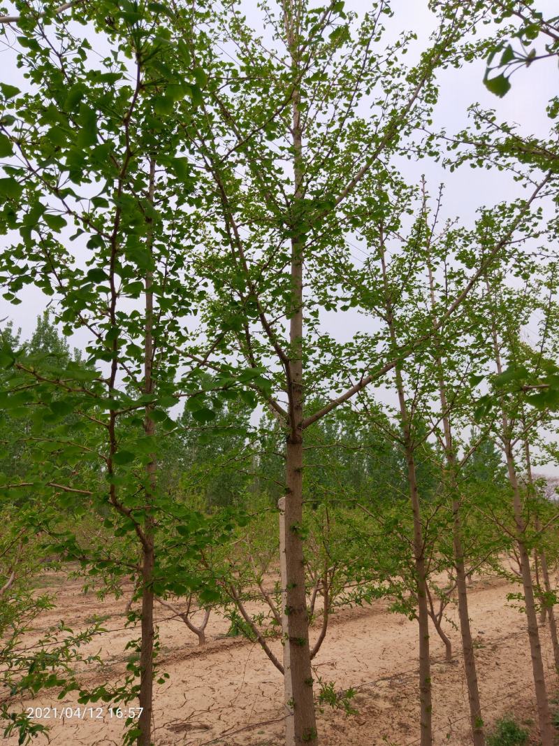 4-10银杏树，河北邢台，可视频看货，量大便宜