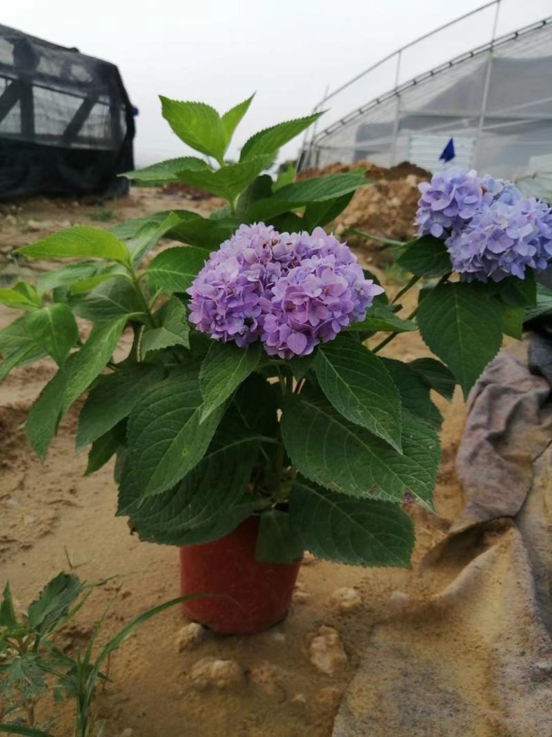 八仙花，绣球，基地直销，常年销售各种绿化苗木