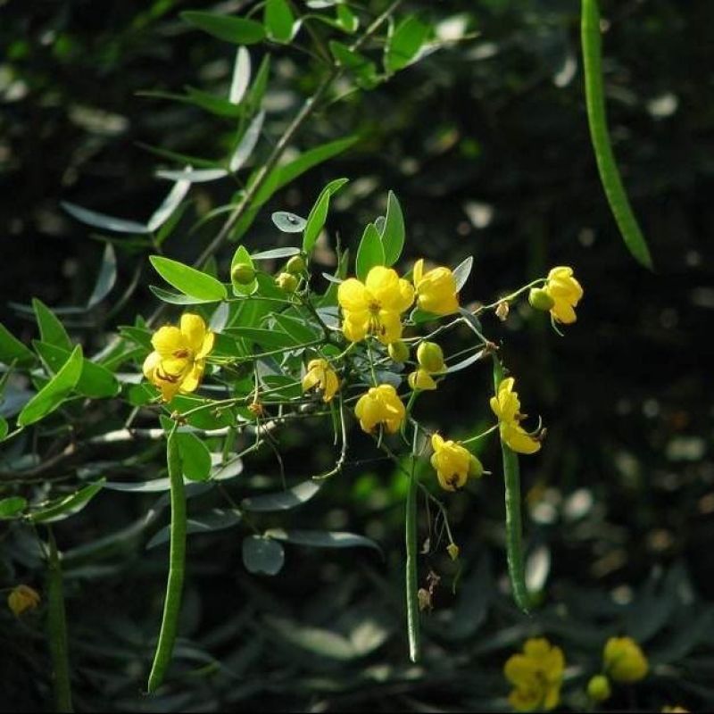 决明子种子中药材生决明子种籽草决明孑春季种植玩具沙可装枕