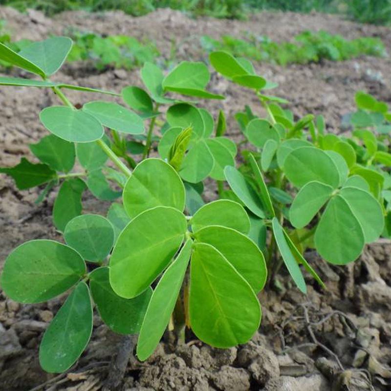 决明子种子中药材生决明子种籽草决明孑春季种植玩具沙可装枕