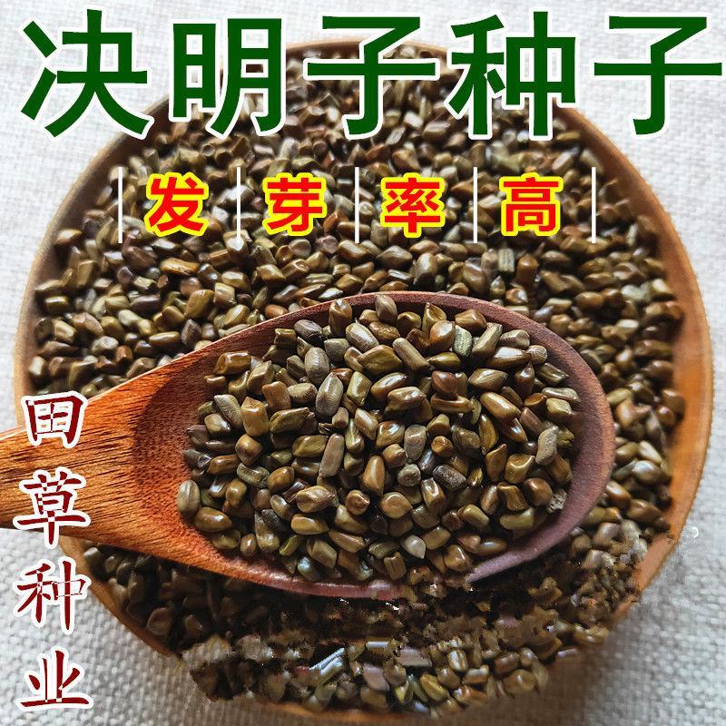 决明子种子中药材生决明子种籽草决明孑春季种植玩具沙可装枕