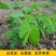决明子种子中药材生决明子种籽草决明孑春季种植玩具沙可装枕