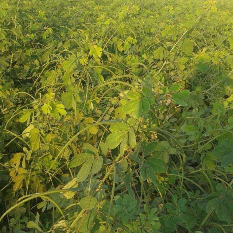 决明子种子中药材生决明子种籽草决明孑春季种植玩具沙可装枕