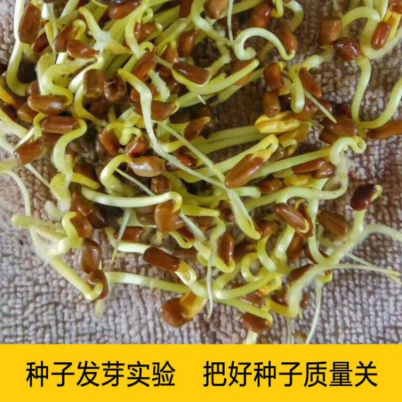 决明子种子中药材生决明子种籽草决明孑春季种植玩具沙可装枕