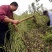 决明子种子中药材生决明子种籽草决明孑春季种植玩具沙可装枕