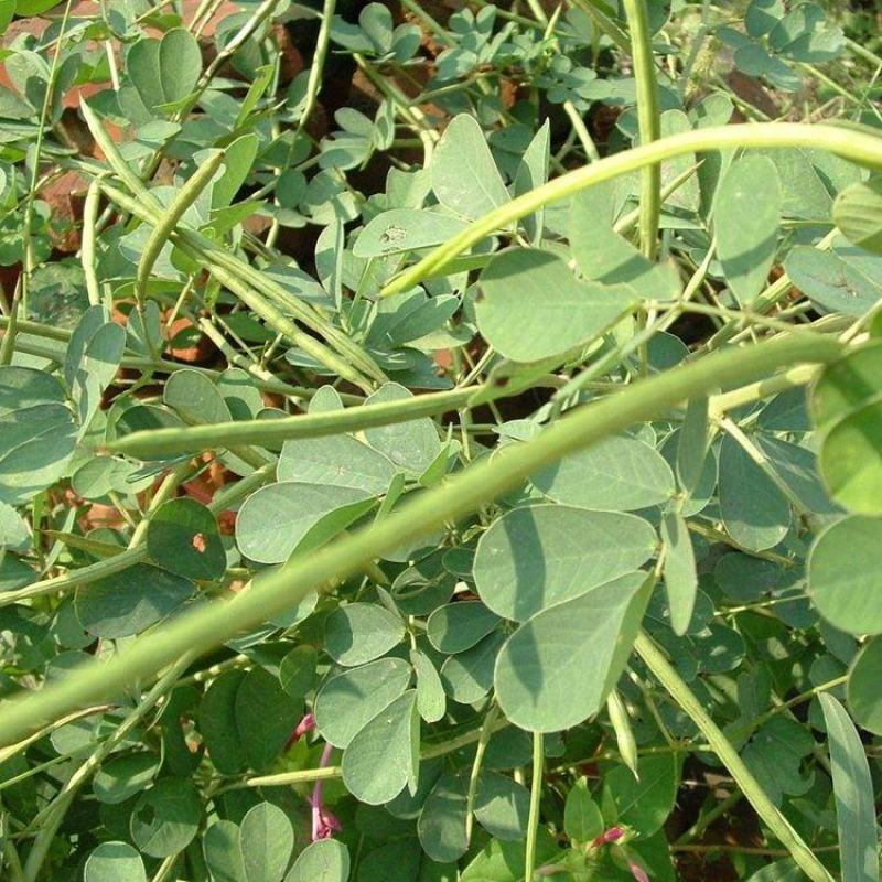 决明子种子中药材生决明子种籽草决明孑春季种植玩具沙可装枕