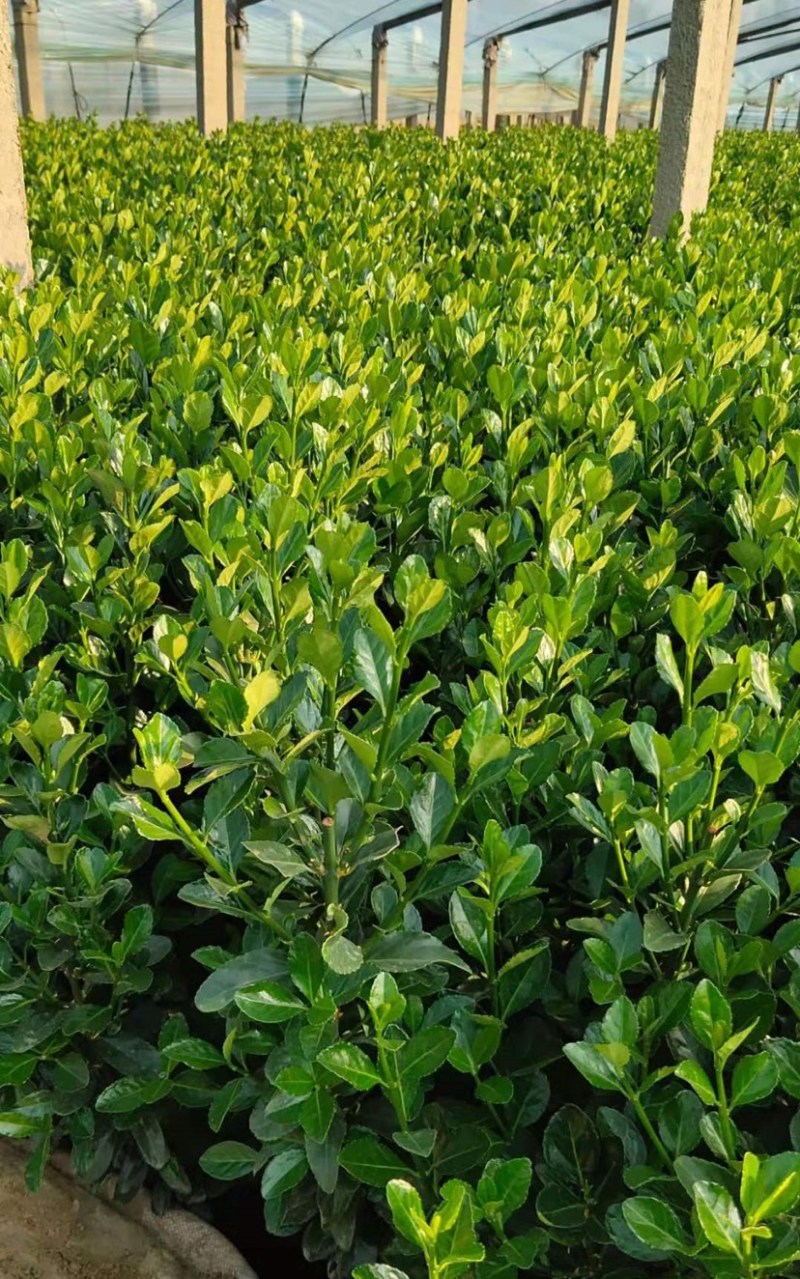 供应冬青冬青种植户价格优