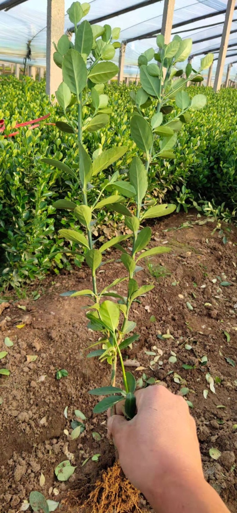 供应冬青冬青种植户价格优