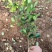 供应冬青冬青种植户价格优