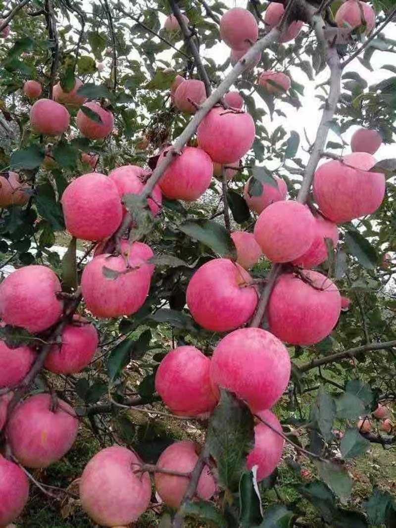 山东日照红富士苹果大量供应货源充足一手货源价格便宜