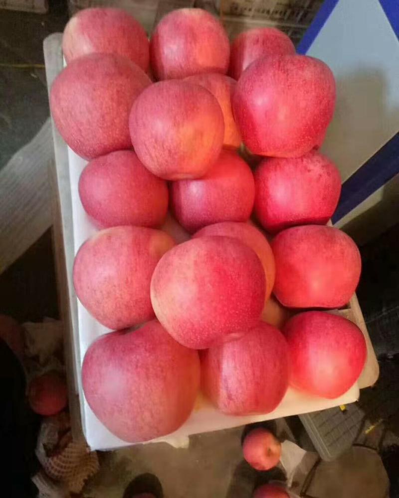 山东日照红富士苹果大量供应货源充足一手货源价格便宜