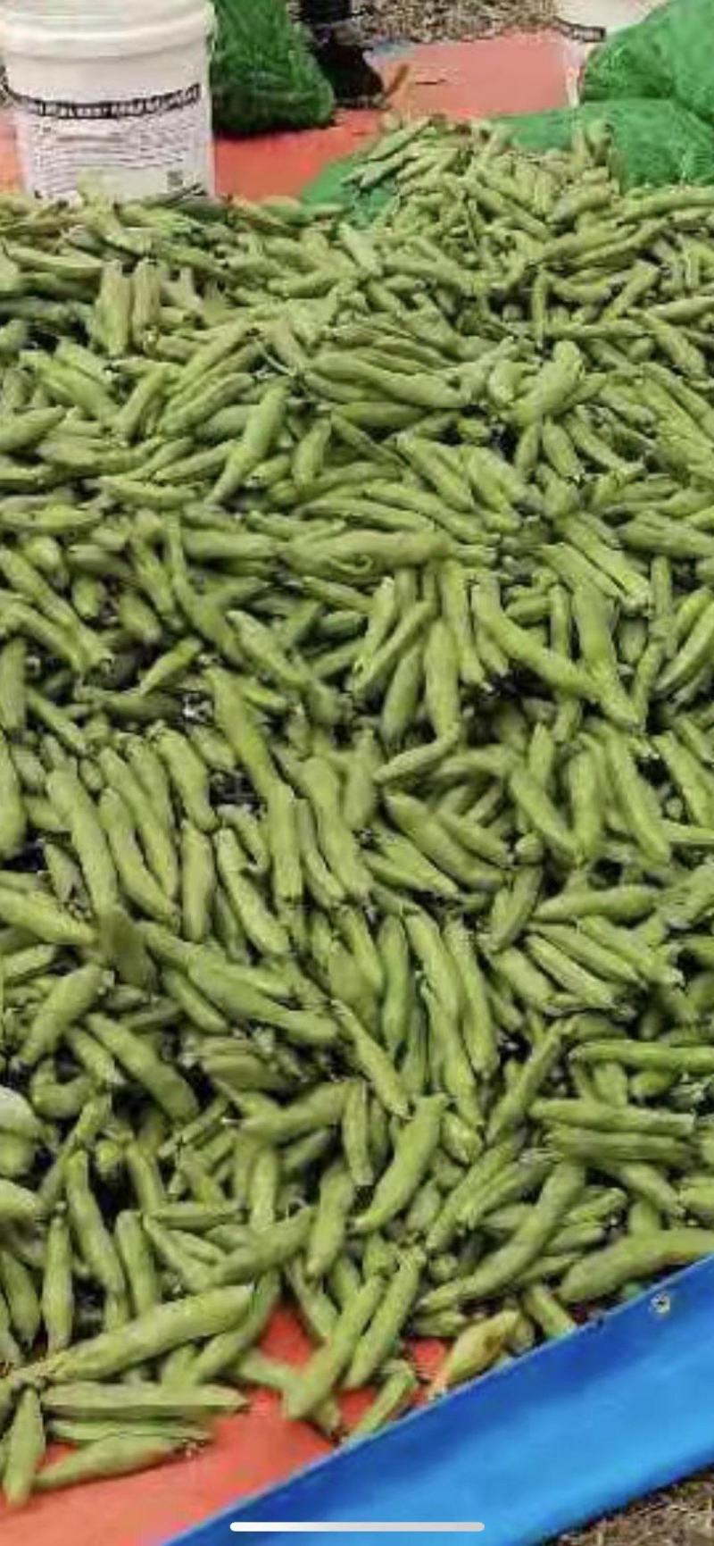 台州三门蚕豆代办大颗粒个头饱满量大从优