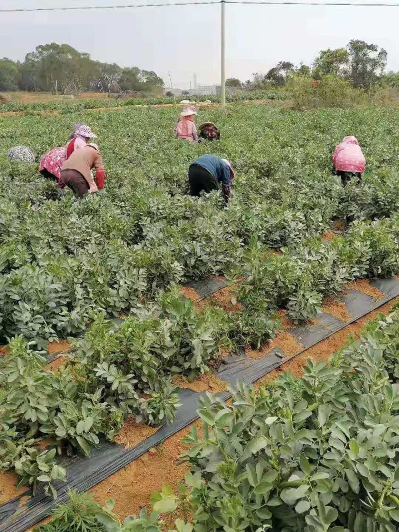台州三门蚕豆代办大颗粒个头饱满量大从优
