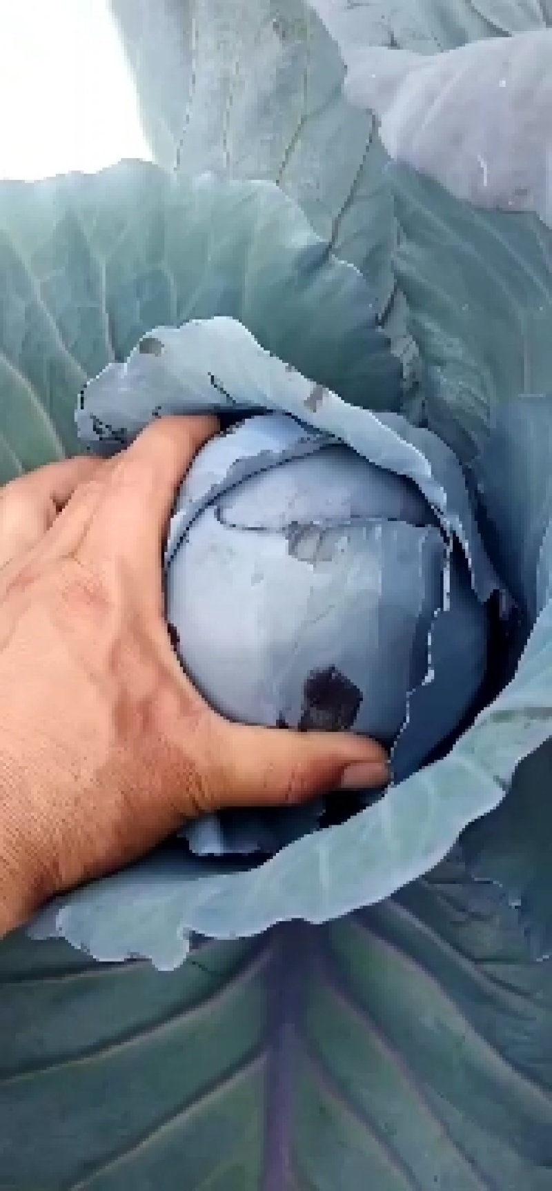 精品紫甘蓝，春季必久1112，卡萨罗等比久系列，产地直发