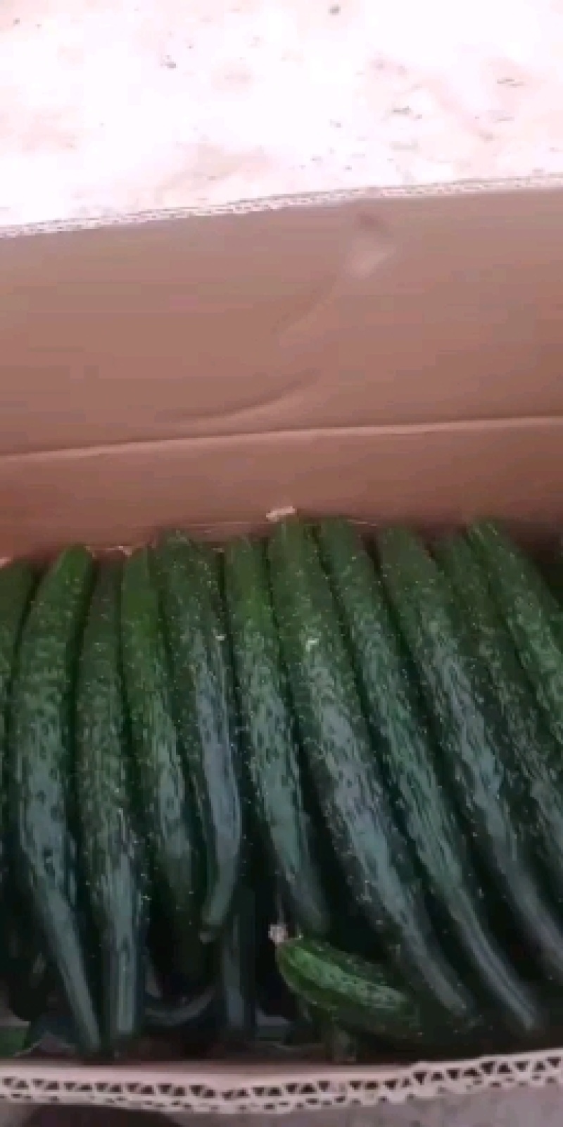 优质大棚油量型密刺黄瓜万亩蔬菜基地，油亮型密刺黄瓜