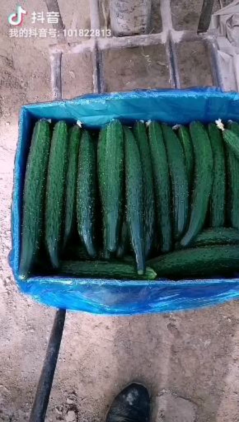 优质大棚油量型密刺黄瓜万亩蔬菜基地，油亮型密刺黄瓜