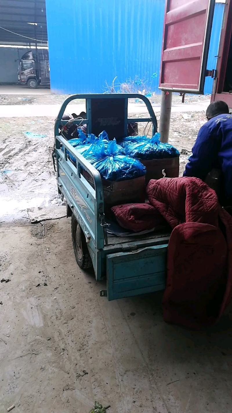 优质大棚油量型密刺黄瓜万亩蔬菜基地，油亮型密刺黄瓜