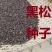 新采收黑松种子马尾松华山松油松种子松树林木绿化苗松