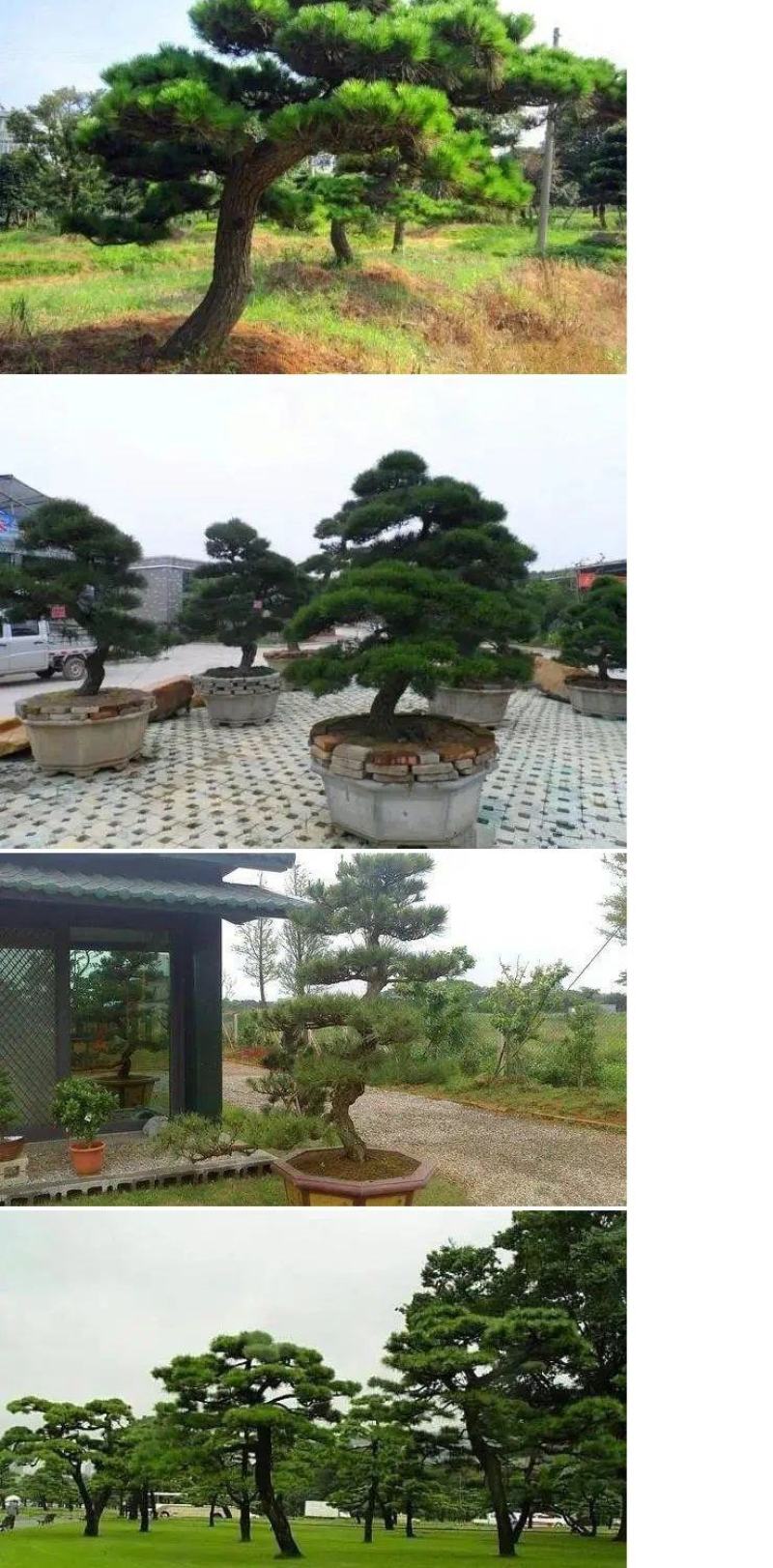 新采收黑松种子马尾松华山松油松种子松树林木绿化苗松