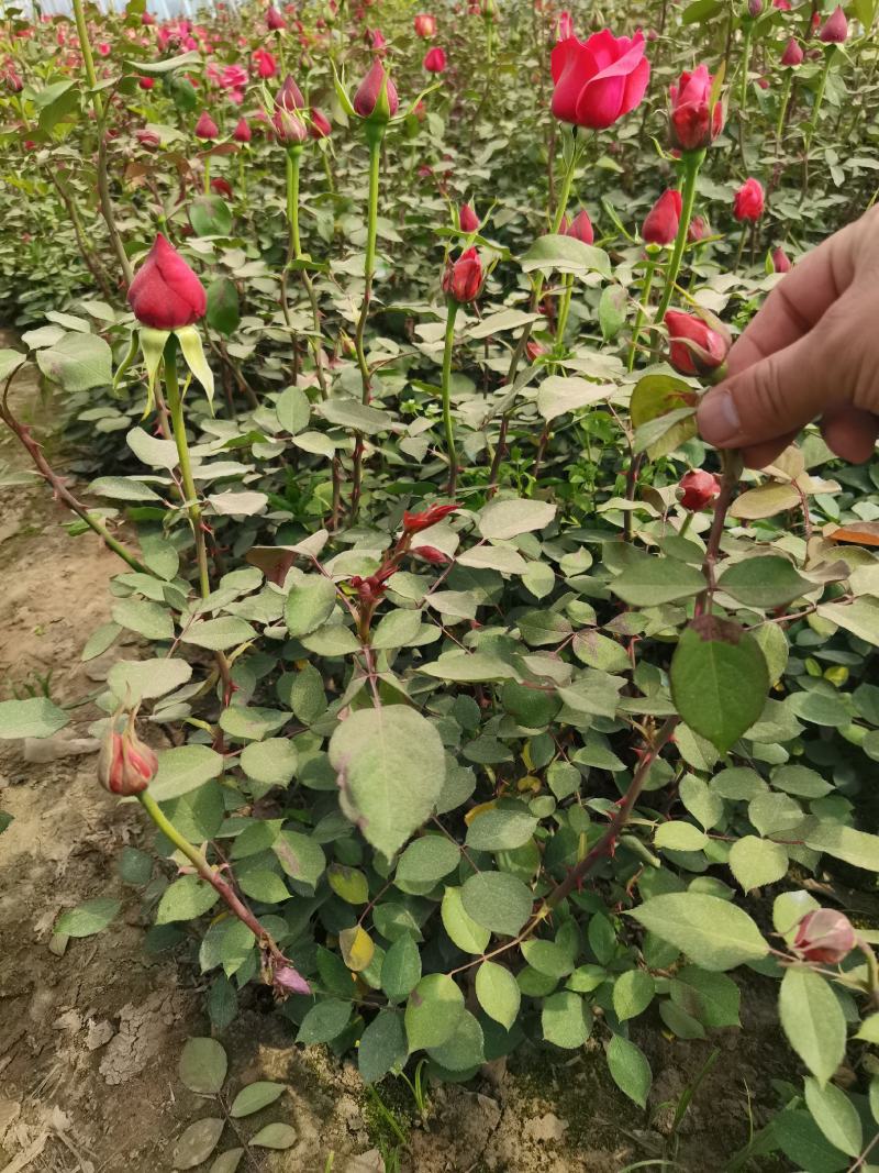 大花月季产地直销月季花价格优惠