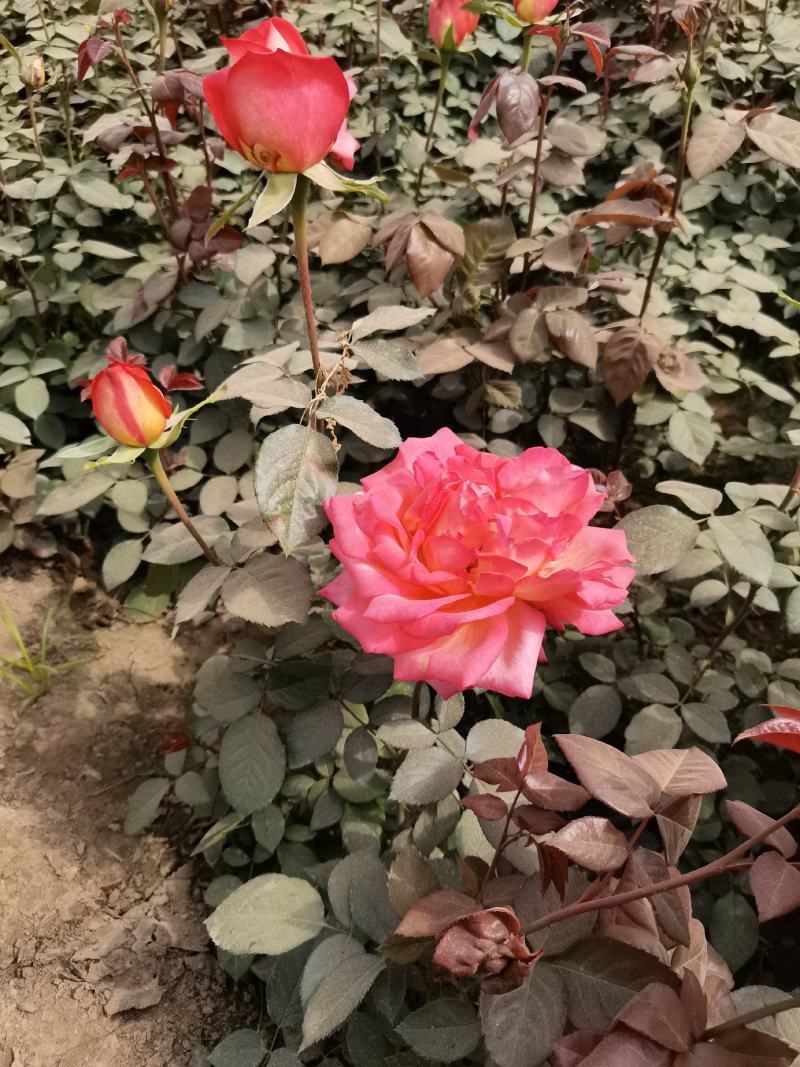 大花月季产地直销月季花价格优惠