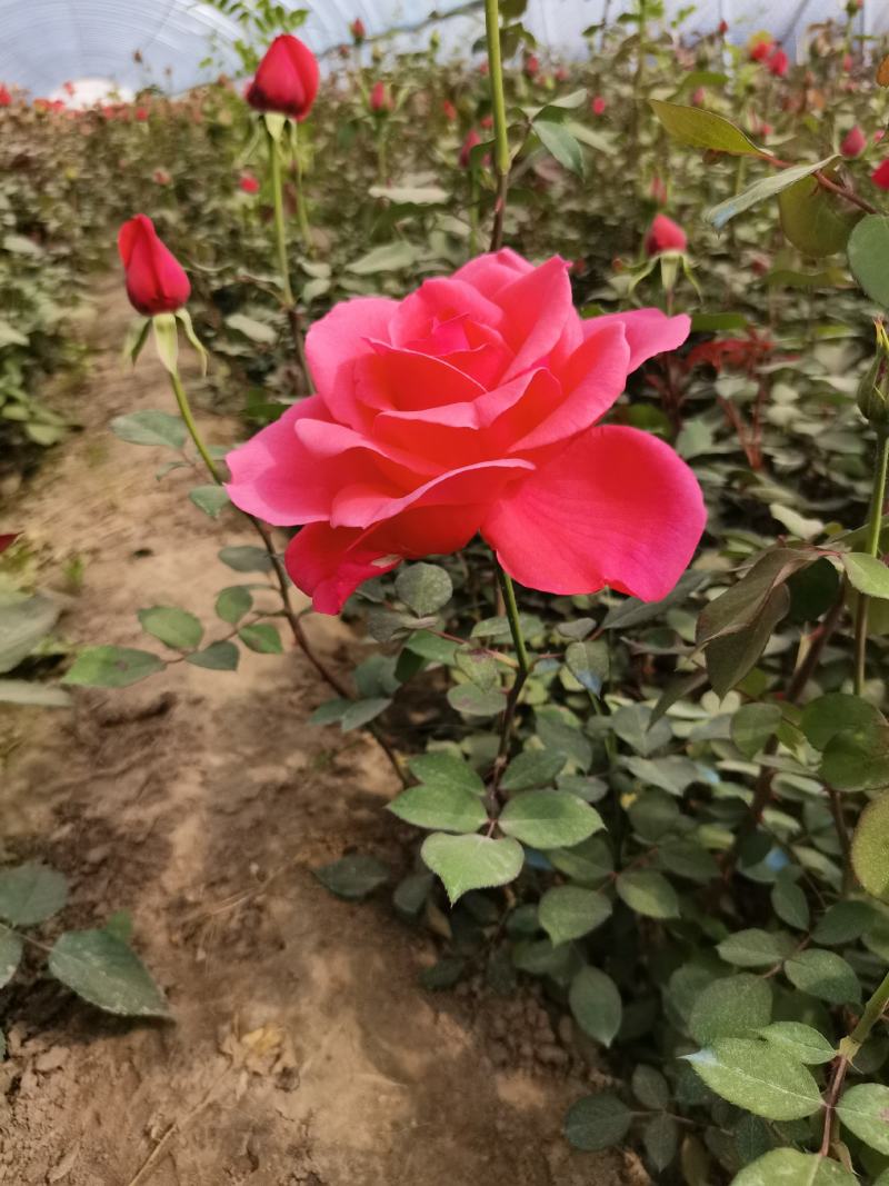 大花月季产地直销月季花价格优惠