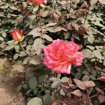 大花月季产地直销月季花价格优惠