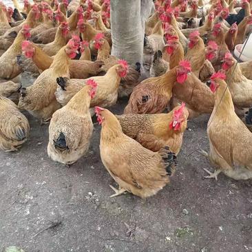 项鸡，3.8均重125天欢迎订购脚黄