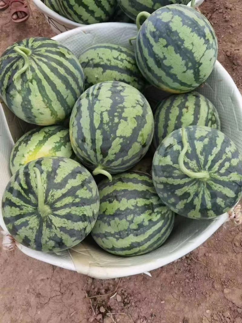 精品头茬美都711西瓜，大量接单，货源充足欢迎来电