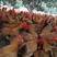 项鸡，3.8均重125天欢迎订购脚黄