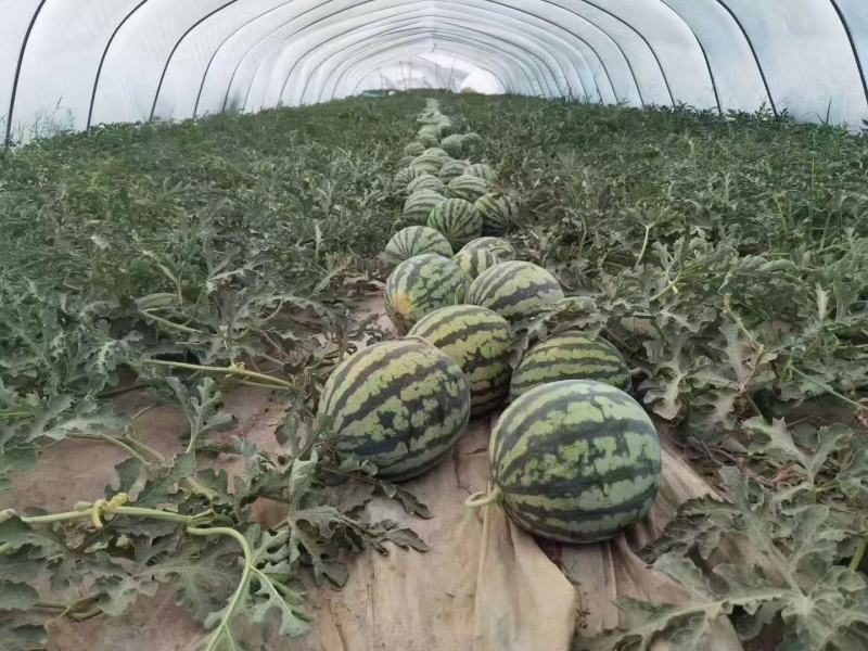 精品头茬美都711西瓜，大量接单，货源充足欢迎来电