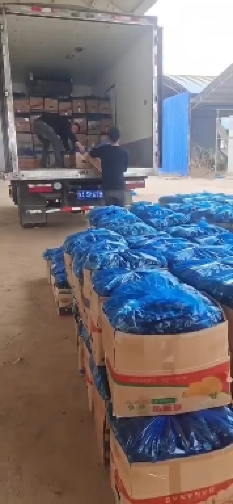 优质大棚油量型密刺黄瓜万亩蔬菜基地，油亮型密刺黄瓜
