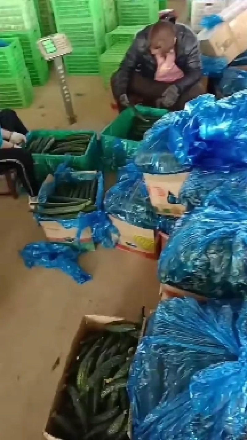 优质大棚油量型密刺黄瓜万亩蔬菜基地，油亮型密刺黄瓜
