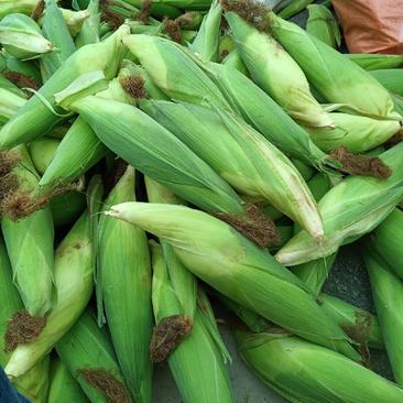 新鲜的亚热带精品糯玉米产地直销多规格发货