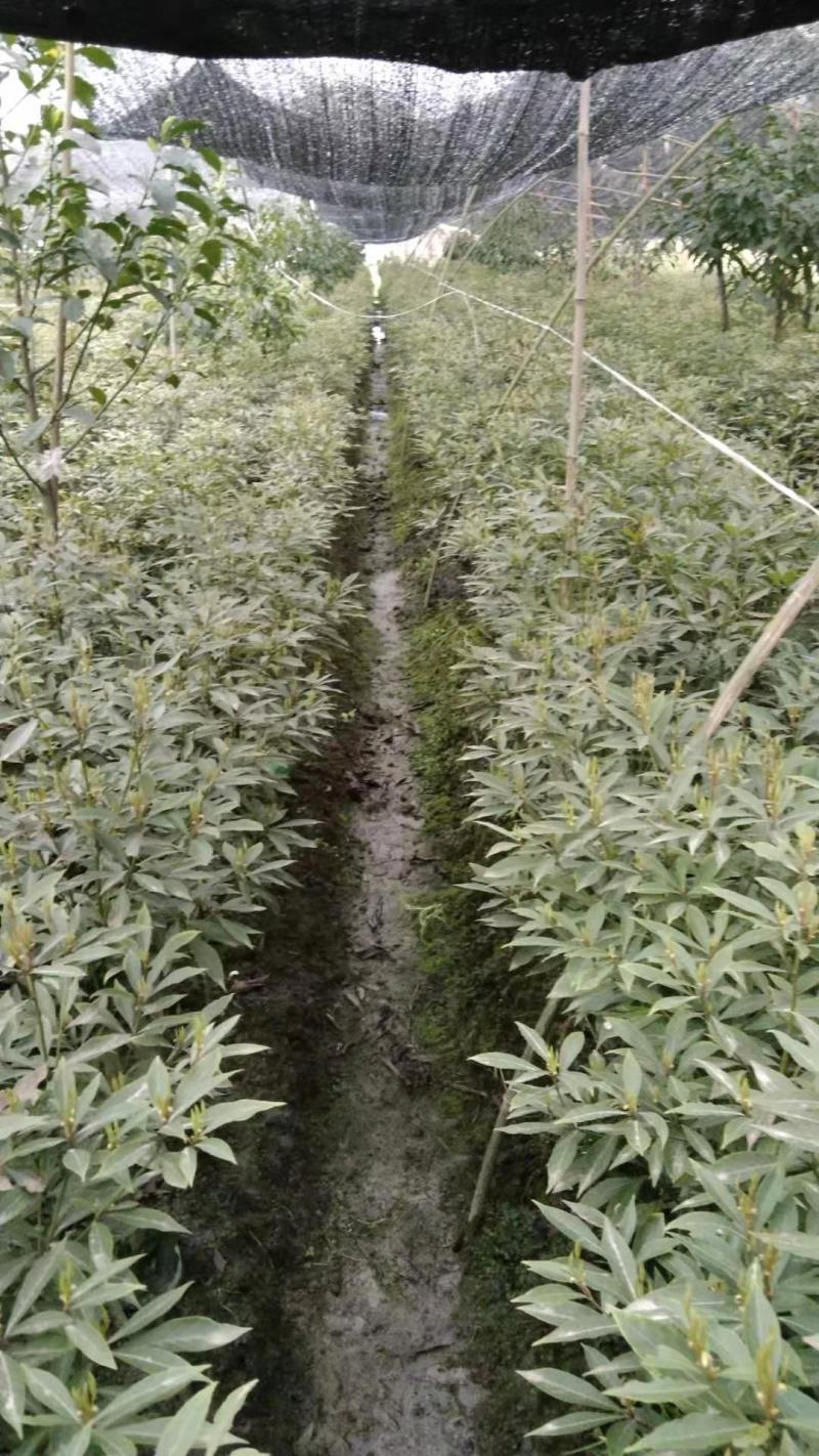 桢楠苗，金丝楠苗，珍贵树种，四季常绿，净化空气小苗