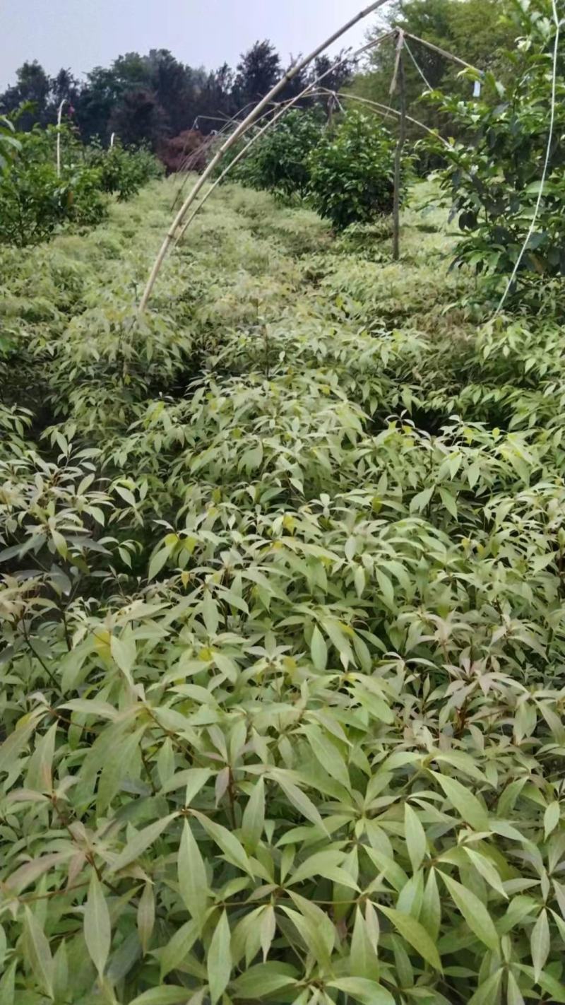 桢楠苗，金丝楠苗，珍贵树种，四季常绿，净化空气小苗