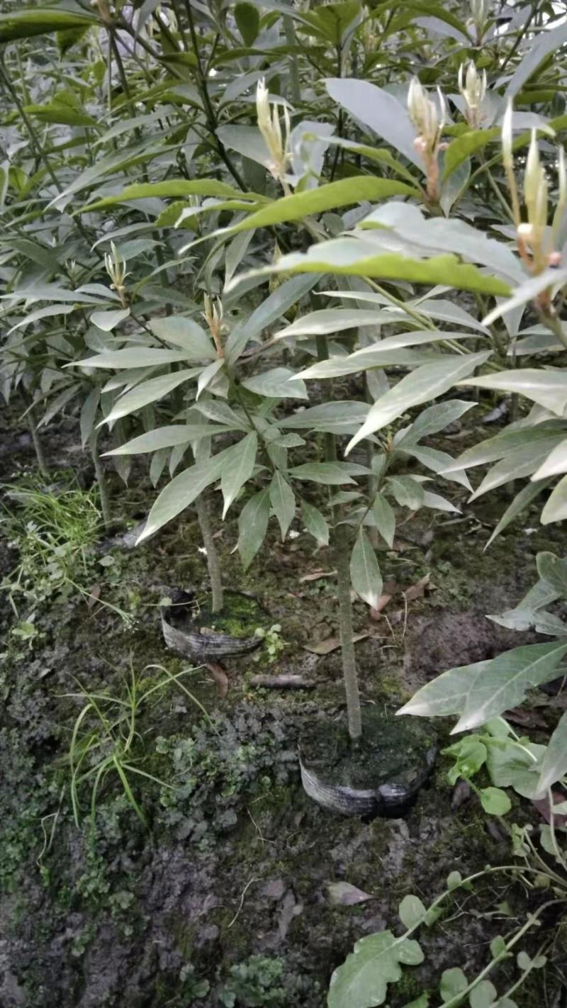 桢楠苗，金丝楠苗，珍贵树种，四季常绿，净化空气小苗