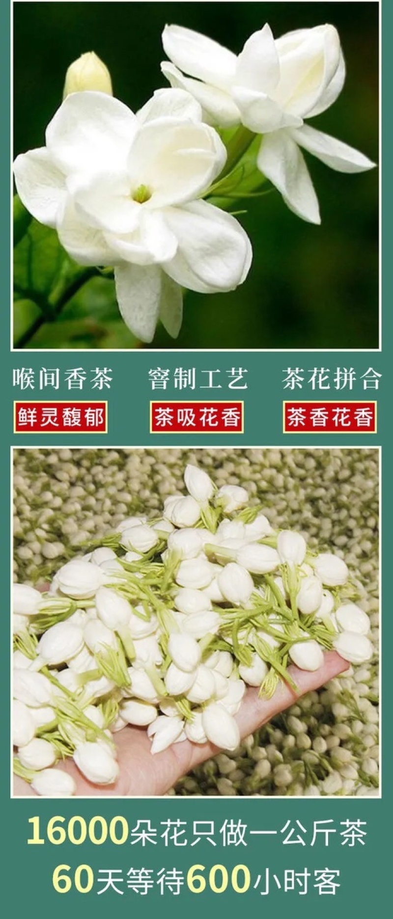 茉莉女儿环特级花茶鲜花窨制高端花茶福州茉莉花茶
