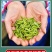 茉莉女儿环特级花茶鲜花窨制高端花茶福州茉莉花茶