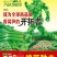 绵蔬/蔬菜种子/高品质香莴笋种子/开门红/10克/袋