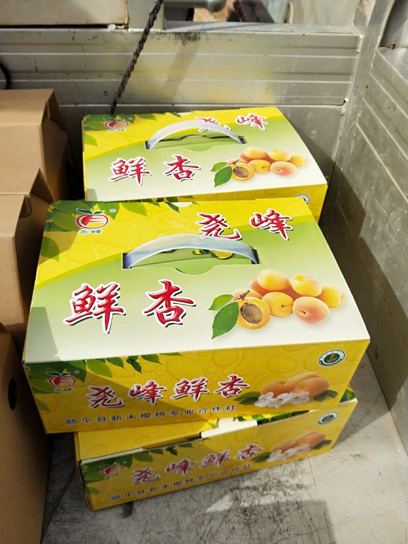 金杏新鲜上市欢迎客商下单订货
