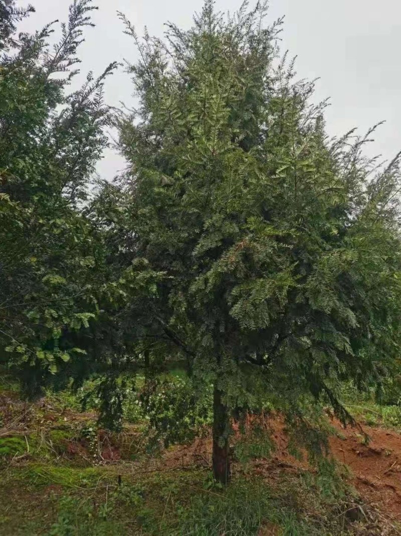 红豆杉江西红豆杉大量供应